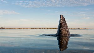 Voyage Mexique baleine