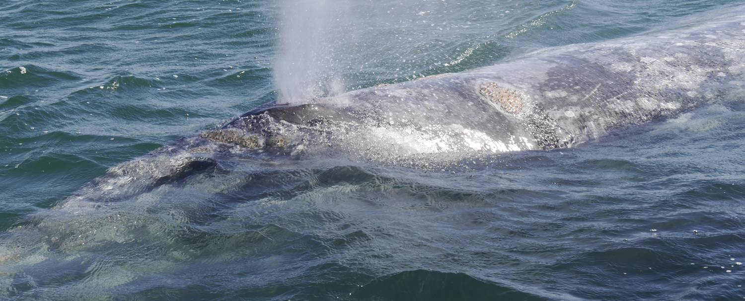 voyage Basse Californie rencontre baleine